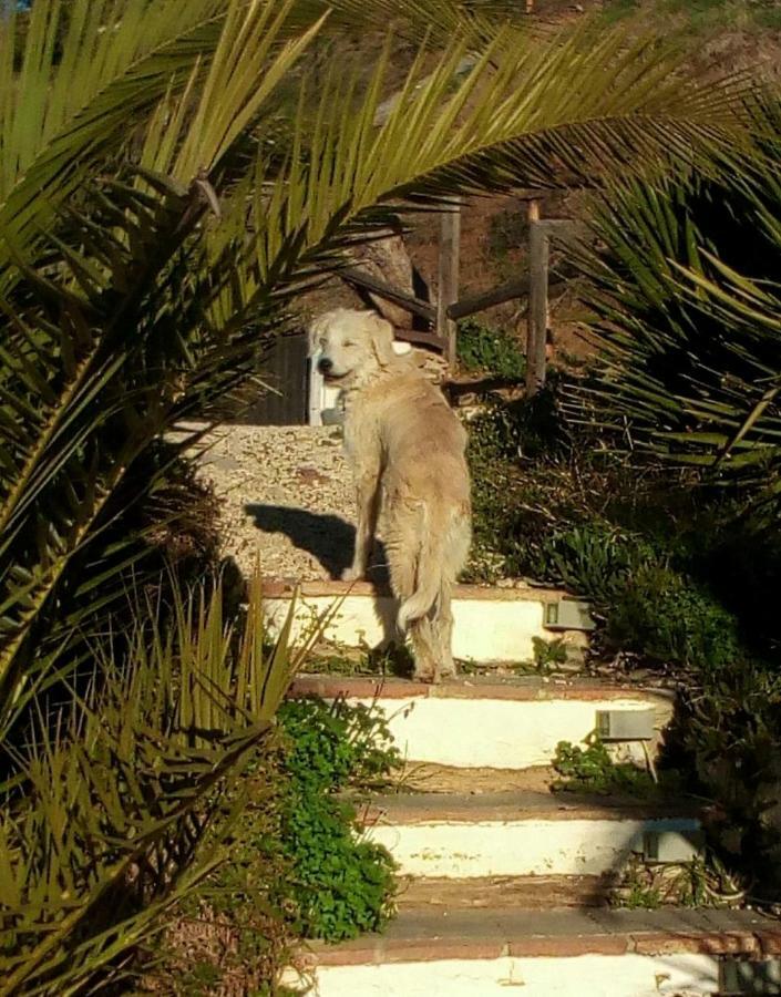 Casa Colina Ξενοδοχείο Comares Εξωτερικό φωτογραφία